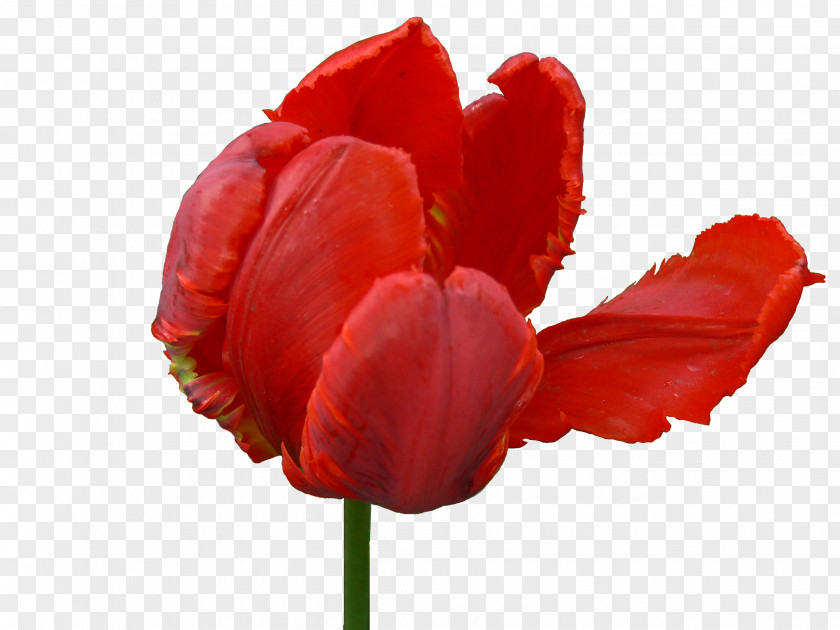 Tulip Black Flower PNG