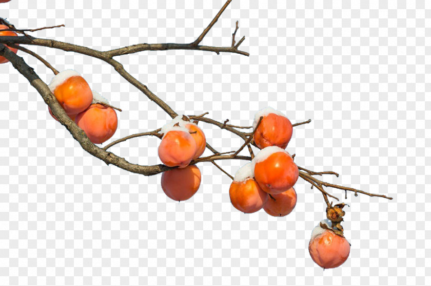 Winter Persimmons Persimmon Branch Fruit PNG