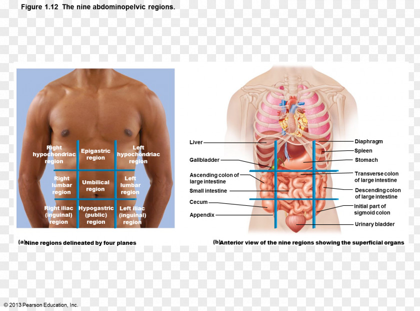 Abdominopelvic Cavity Abdomen Quadrant Organ Anatomy PNG cavity Anatomy, organs clipart PNG