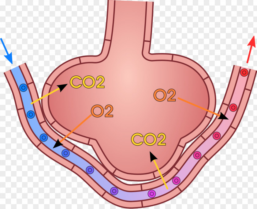 Blood Gas Exchange Pulmonary Alveolus Lung Breathing PNG