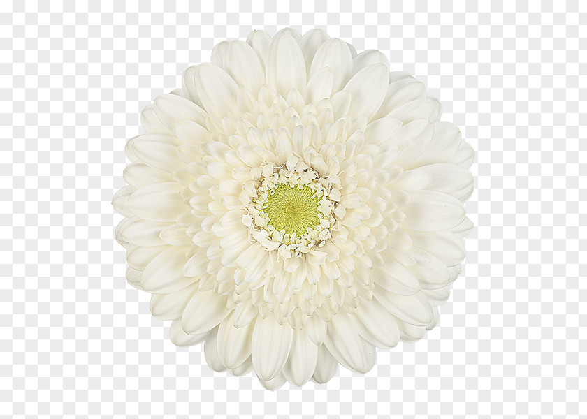 Chrysanthemum Transvaal Daisy Cut Flowers Petal PNG