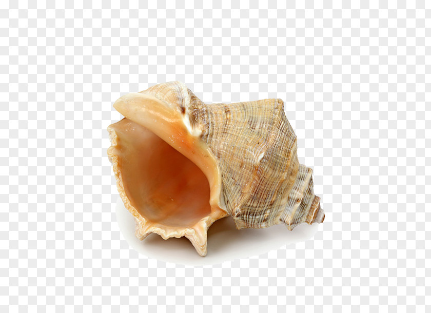 Conch Pictures Seashell Starfish Beach PNG