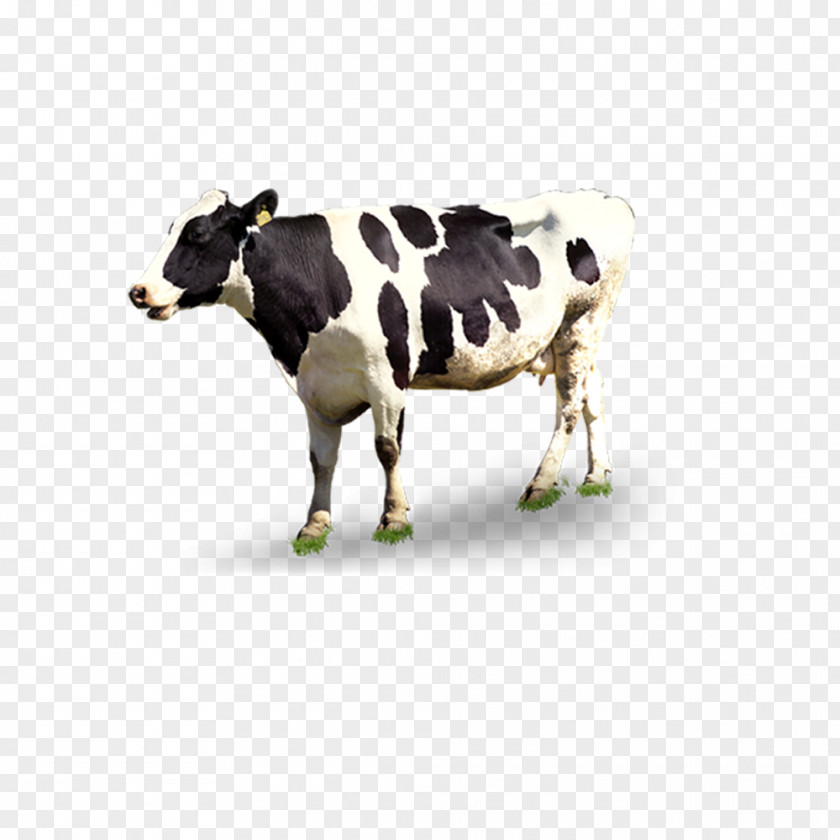 Cow Dairy Cattle Automatic Milking PNG