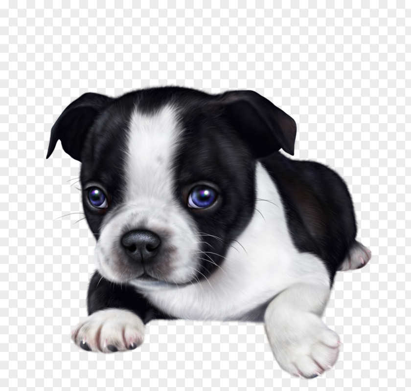 Puppy Boston Terrier Olde English Bulldogge Companion Dog PNG