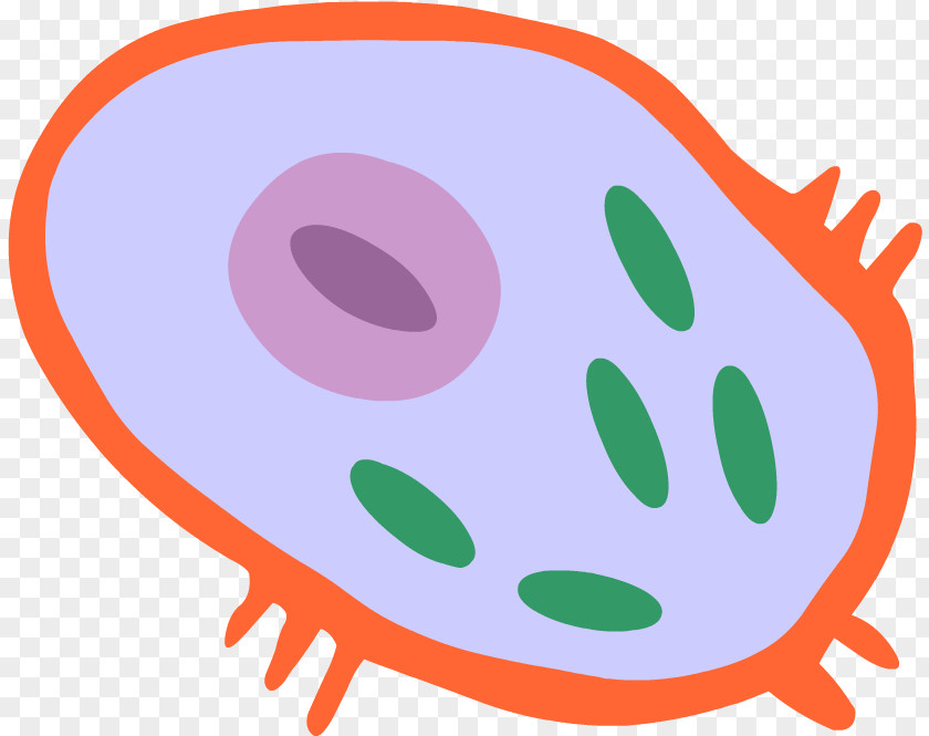 Smile Mitochondrion Egg Cartoon PNG