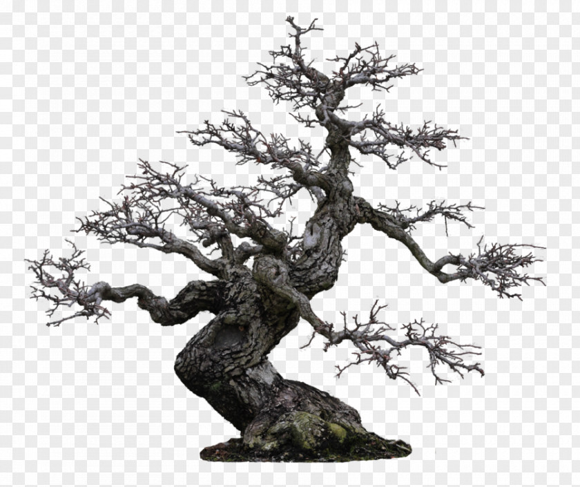 Tree Bonsai Japanese Garden 盆栽世界 PNG