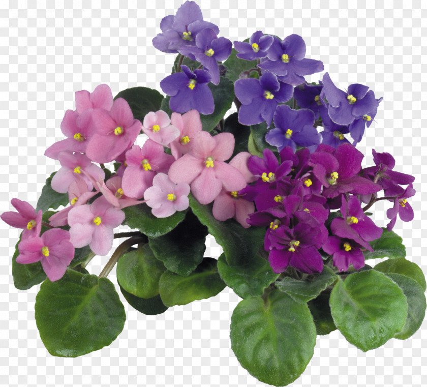 Violet Magazin "udachnyy" Tangible Good Service Houseplant PNG