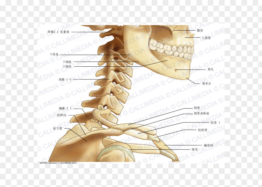 Abdomen Anatomy Neck Bone Human Head PNG
