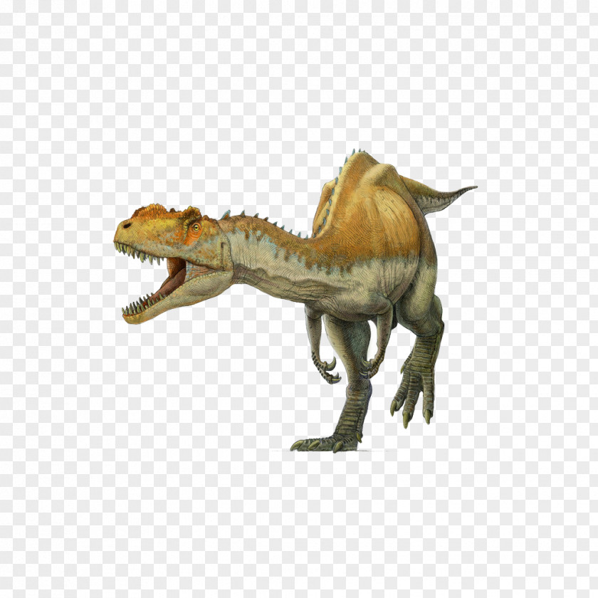 Cartoon Dinosaur Yangchuanosaurus Tyrannosaurus Spinosaurus Metriacanthosaurus Oxfordian PNG