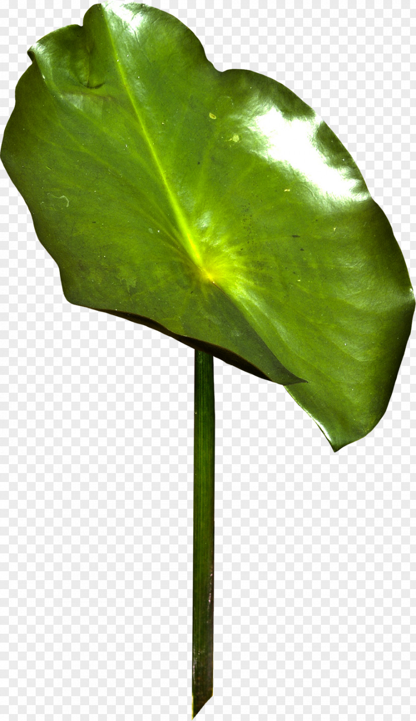 Leaf Autumn Plant Stem TinyPic PNG