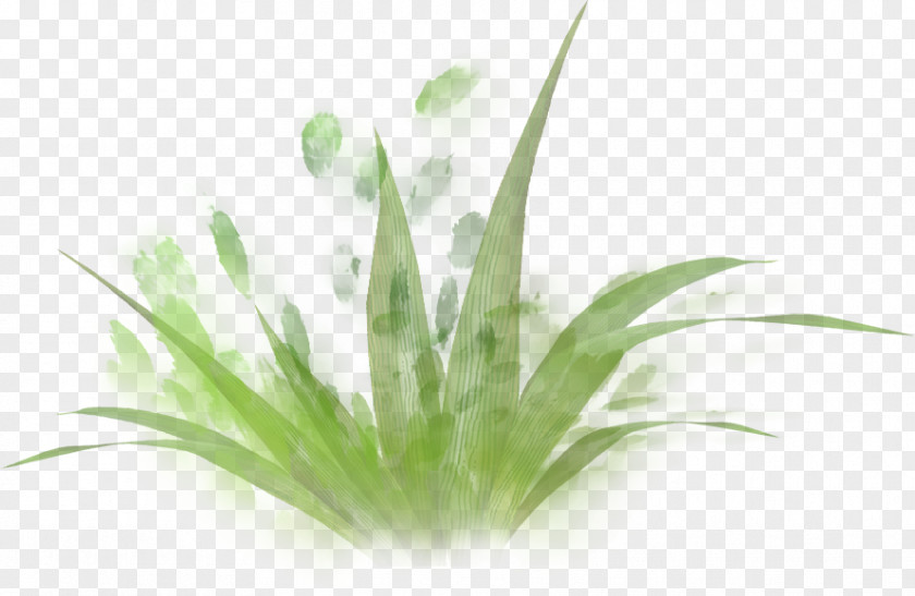 Painted Green Grass PNG