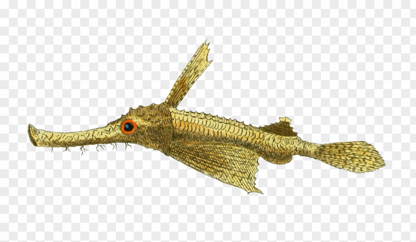 Reusable Little Dragonfish Drawing Image Illustration Pegasidae PNG
