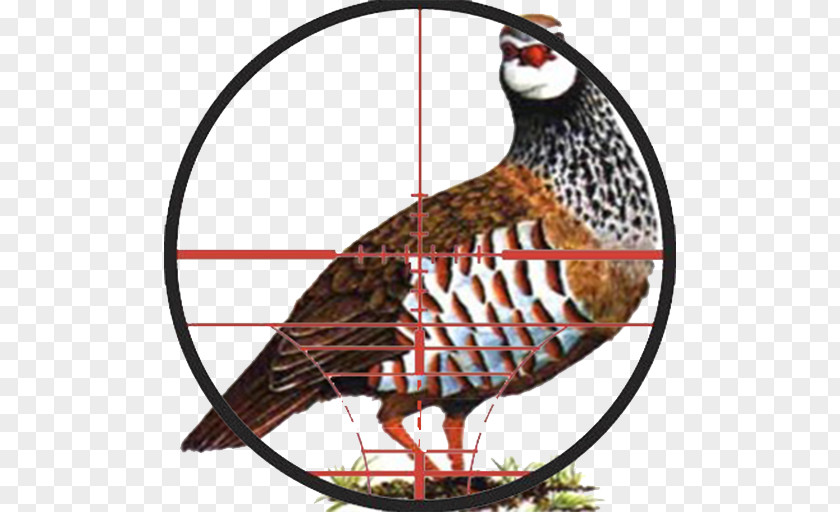 Sub Terra Partridge Hunting Phasianidae PNG