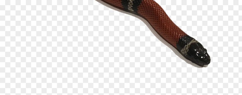Crested Gecko Shoe Product Design PNG