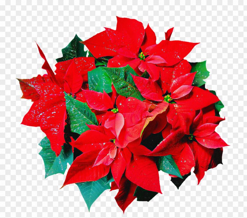 Flower Red Poinsettia Leaf Plant PNG