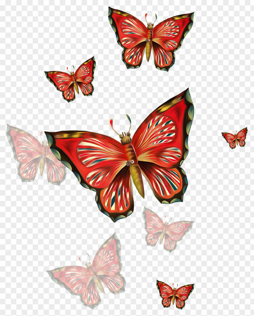 Buterfly Day Week Love Greeting Night PNG