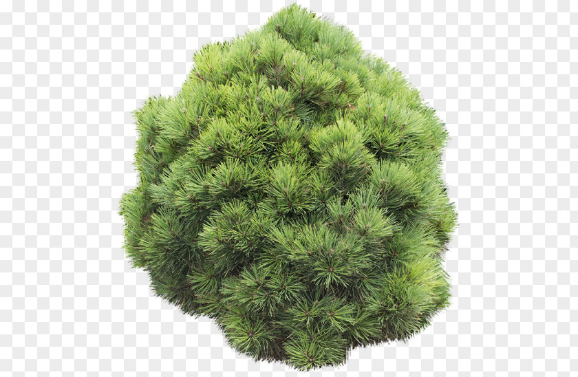 Circle Pine Shrubland Evergreen PNG