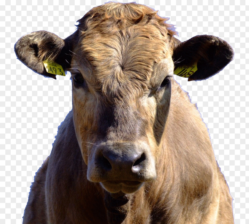 Cow Dairy Cattle I Am Mrs. Song PNG