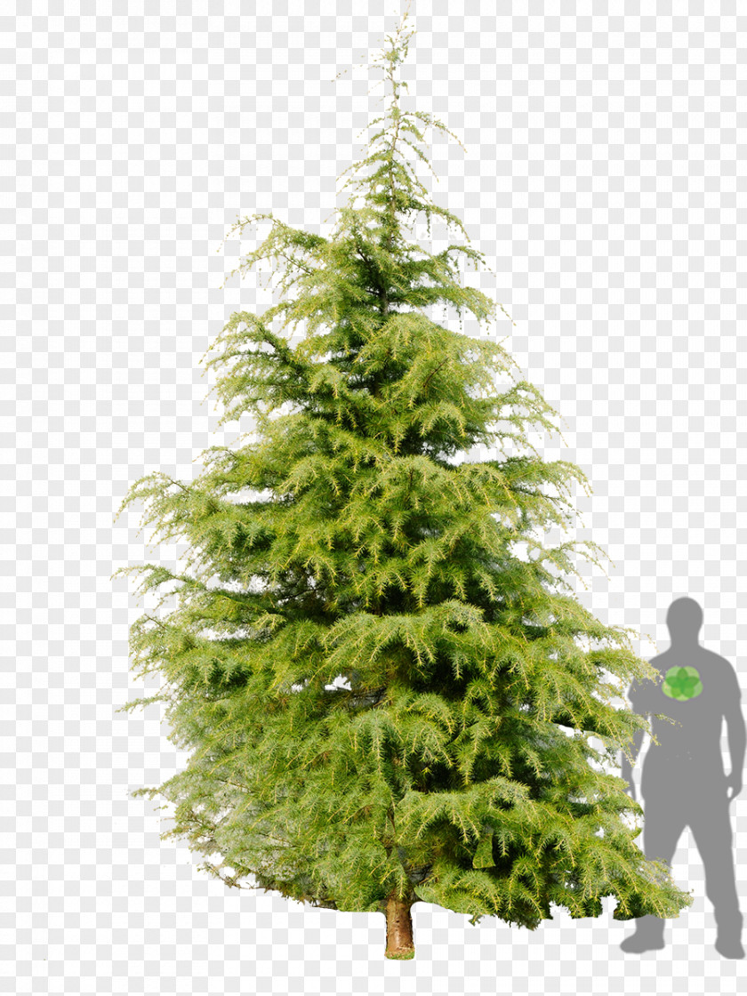 Himalaya Himalayas Tree Conifers Spruce Deodar Cedar PNG