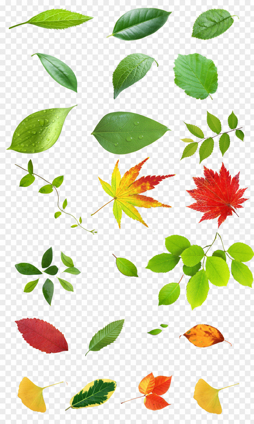 Leaves Petal Plant Stem Illustration PNG