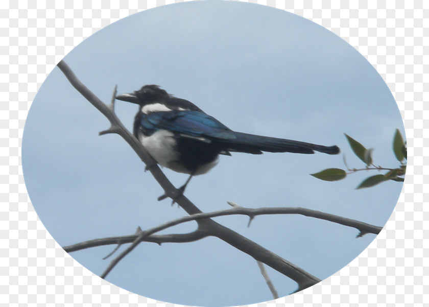 Magpie Wren Fauna Beak PNG