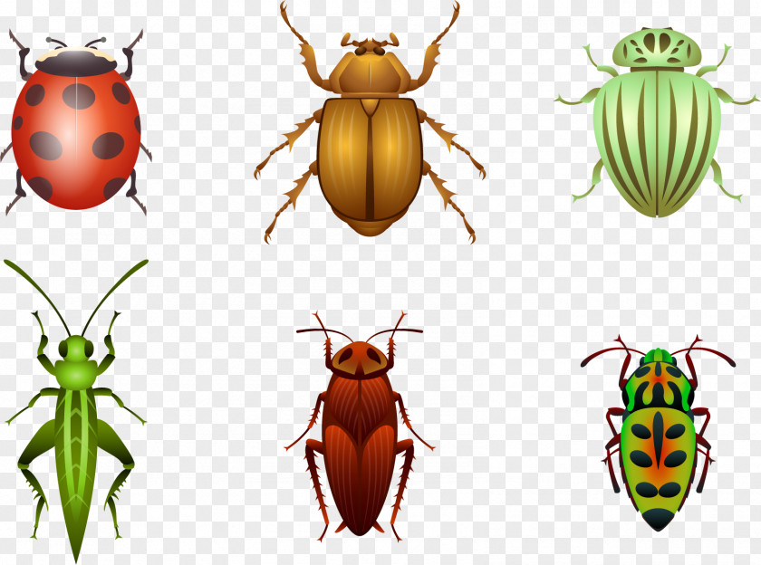 Painted Insect Vector Beetle Sticker Euclidean Ladybird PNG