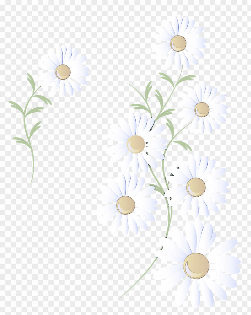 Pedicel Branch White Camomile Chamomile Flower Mayweed PNG