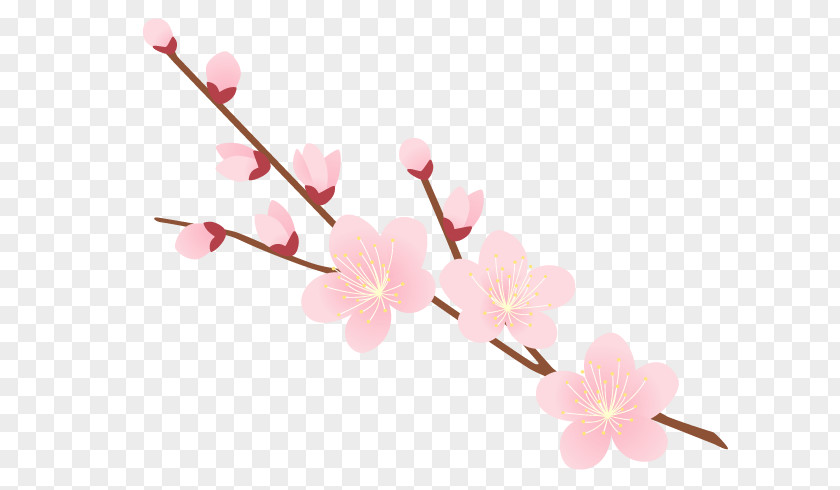 Twig Spring Cherry Blossom Background PNG