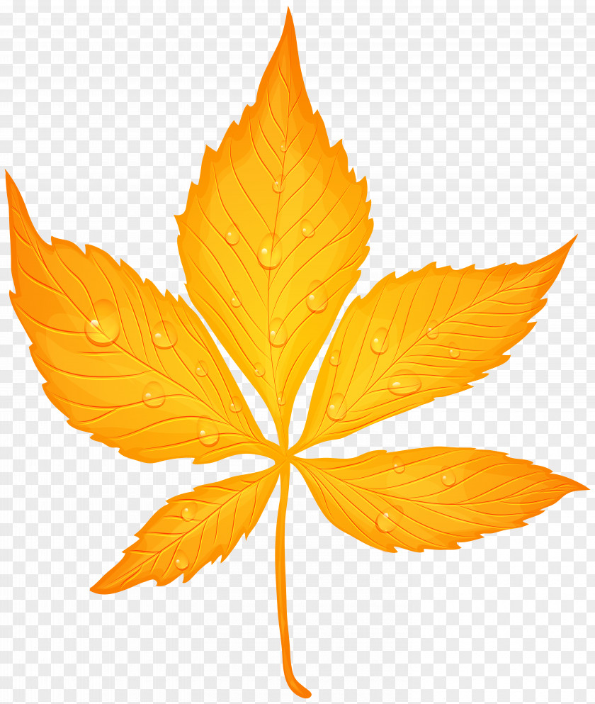 Yellow Autumn Leaf With Dew Drops Transparent Clip Art Image Color PNG