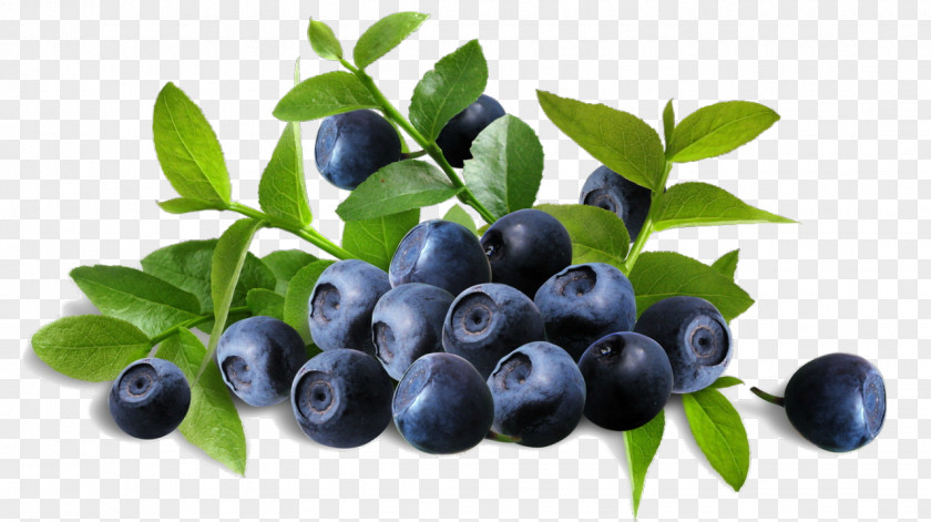 Berries Bilberry Extract Blueberry Anthocyanin Herb PNG