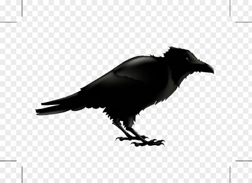 Black Cartoon Bird Common Raven Silhouette Stock Photography Illustration PNG