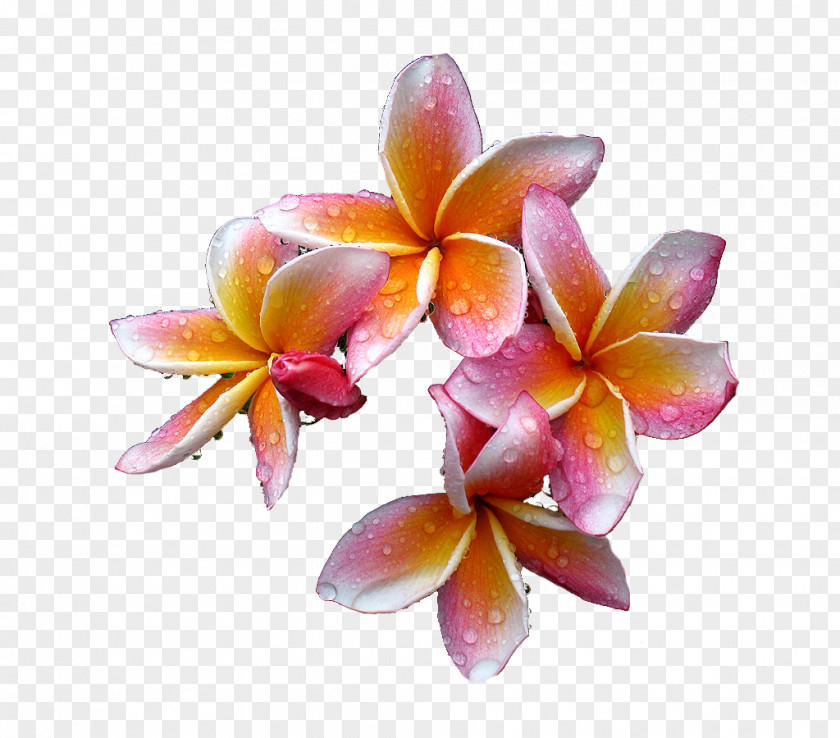 Frangipani Flower Plumeria Rubra Petal PNG