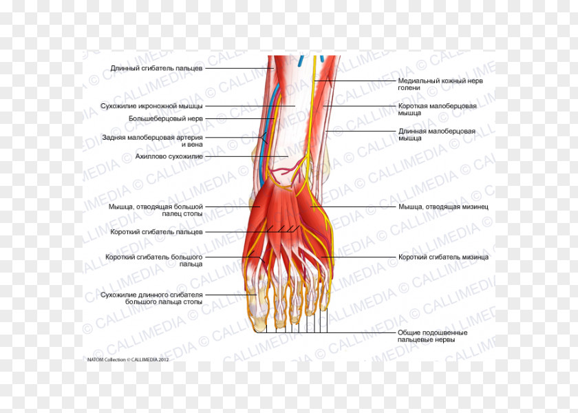 Human Bein Thumb Flexor Digitorum Longus Muscle Nerve Hallucis PNG