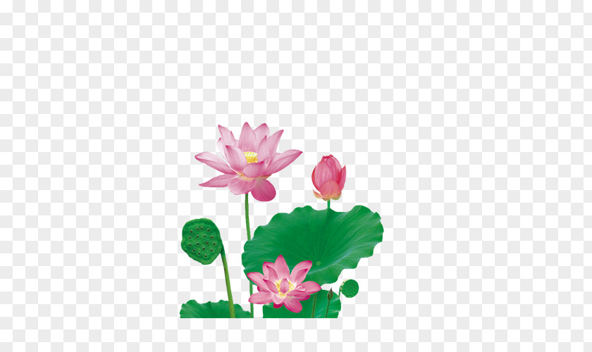 Lotus Leaf Nelumbo Nucifera PNG