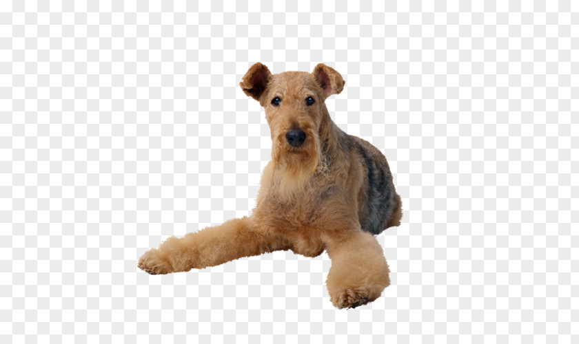 Cat Airedale Terrier Pet Sitting Dog Toys PNG