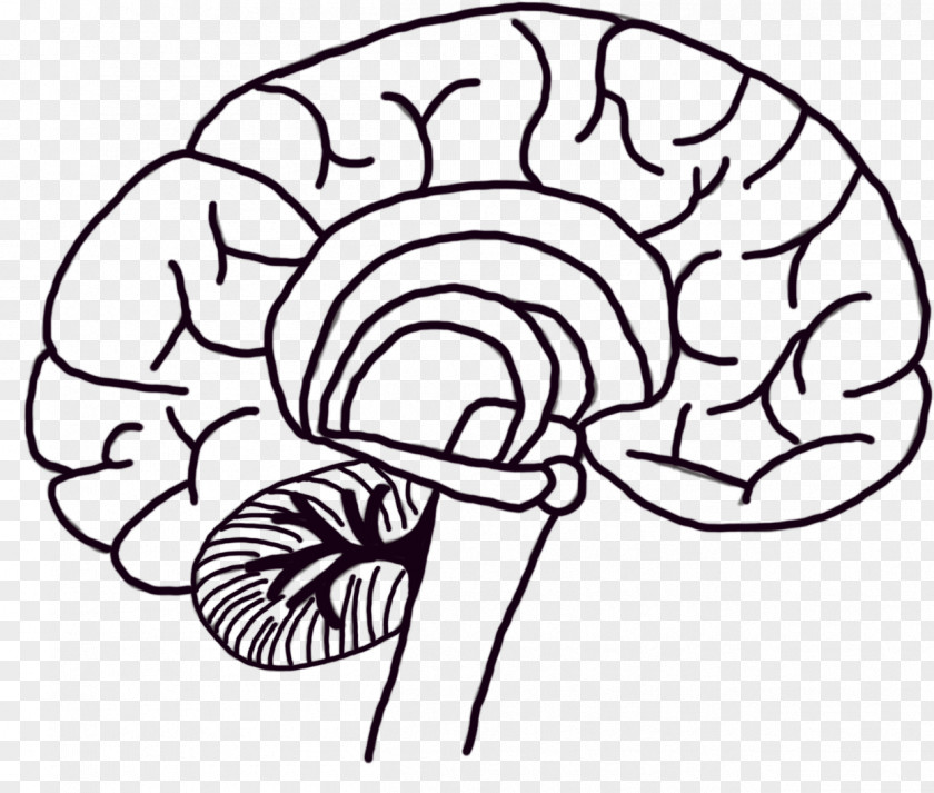 Drawing Blackandwhite Brain Cartoon PNG