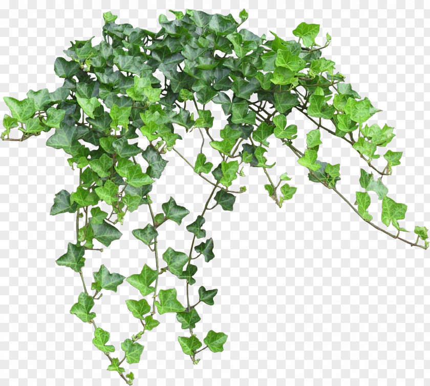 Entwine Common Ivy Clip Art Image Vine PNG