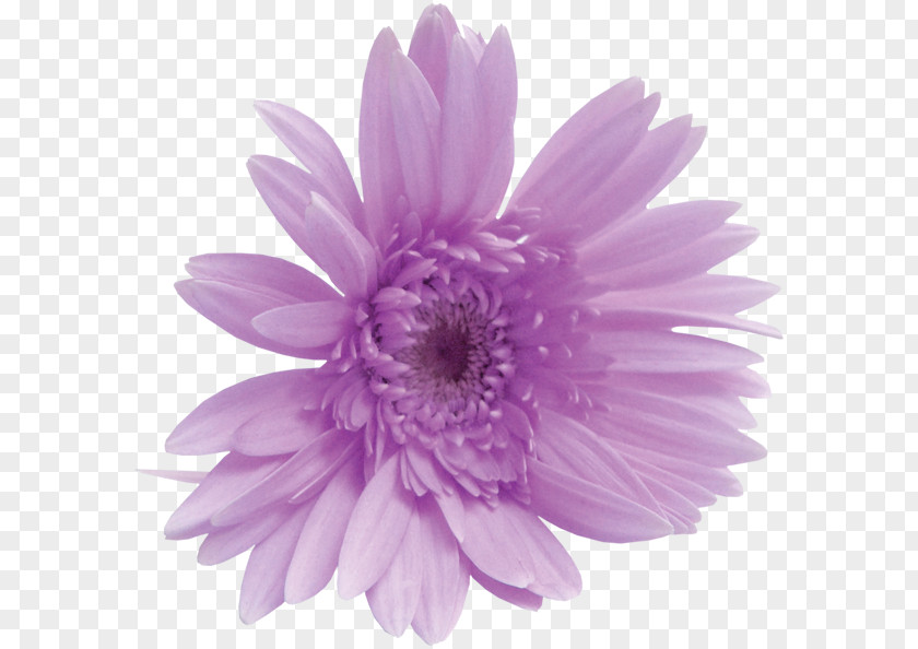 Flower Clip Art PNG