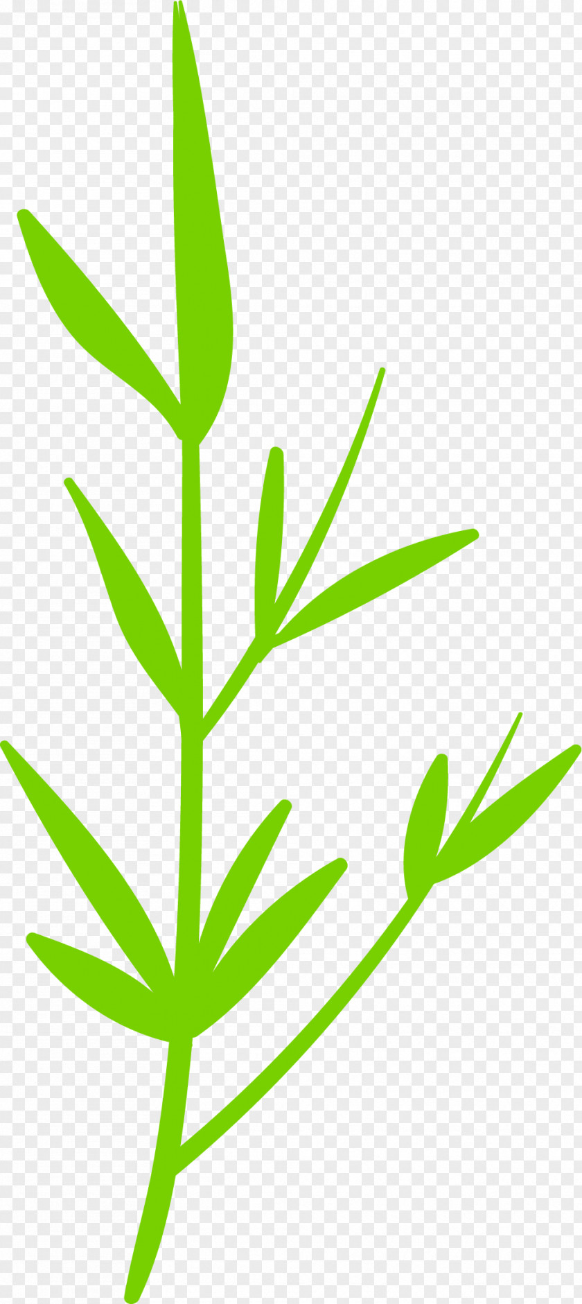 Hand Painted Green Grass Leaf Grasses Plant Stem Hemp PNG