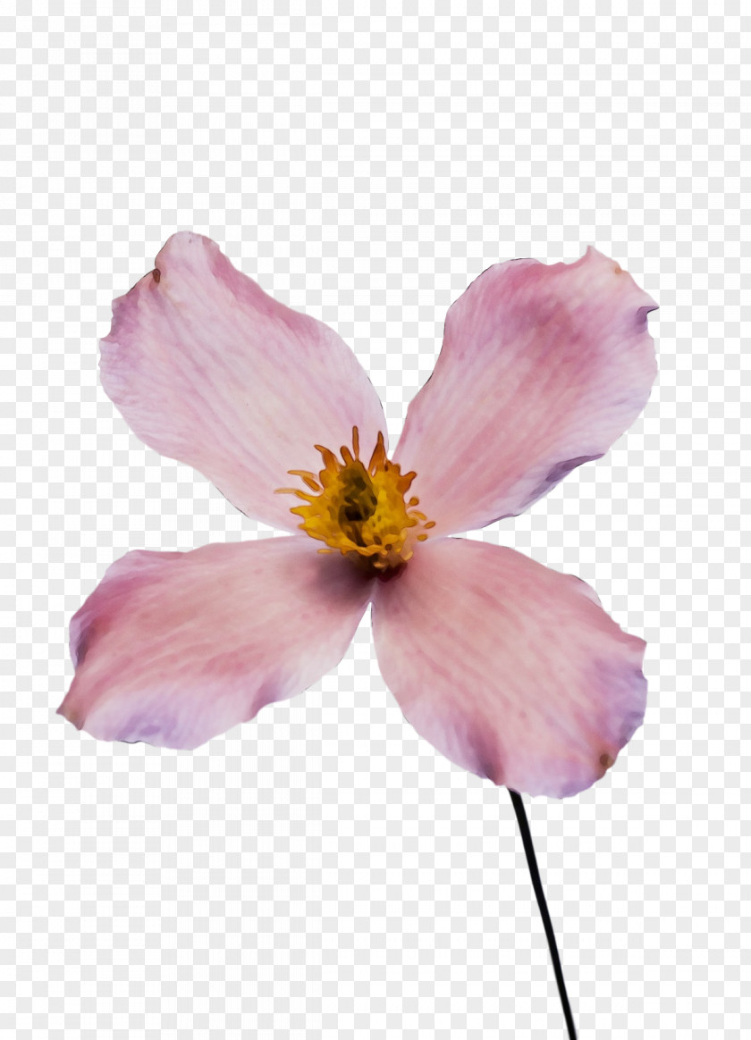 Rose PNG