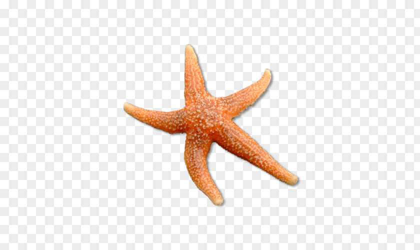 Starfish Common Echinoderm Science PNG