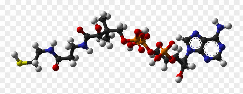 Coenzyme A Acetyl-CoA Molecule Cofactor PNG