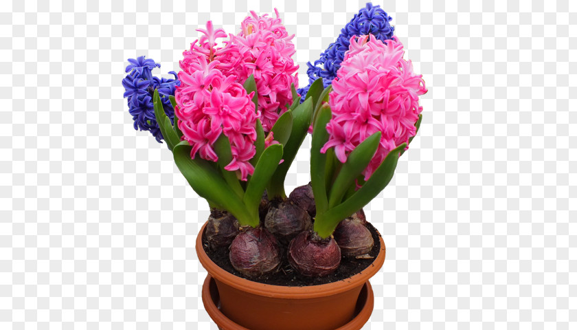 Flower Hyacinth Houseplant Bulb PNG