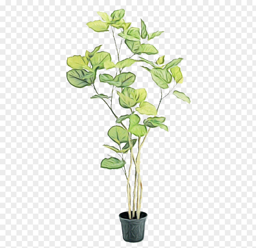 Flower Plant Flowerpot Houseplant Stem PNG