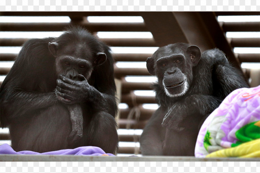Gorilla Common Chimpanzee Ape Homo Sapiens Technology PNG