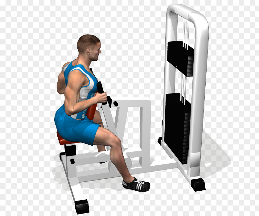 Low Profile Shoulder Upright Row Fitness Centre Latissimus Dorsi Muscle PNG