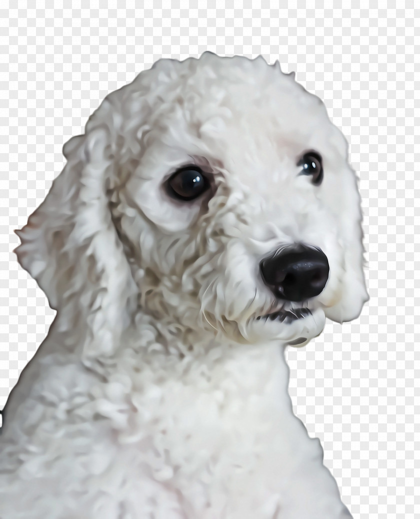 Sealyham Terrier Cocker Spaniel Cute Dog PNG