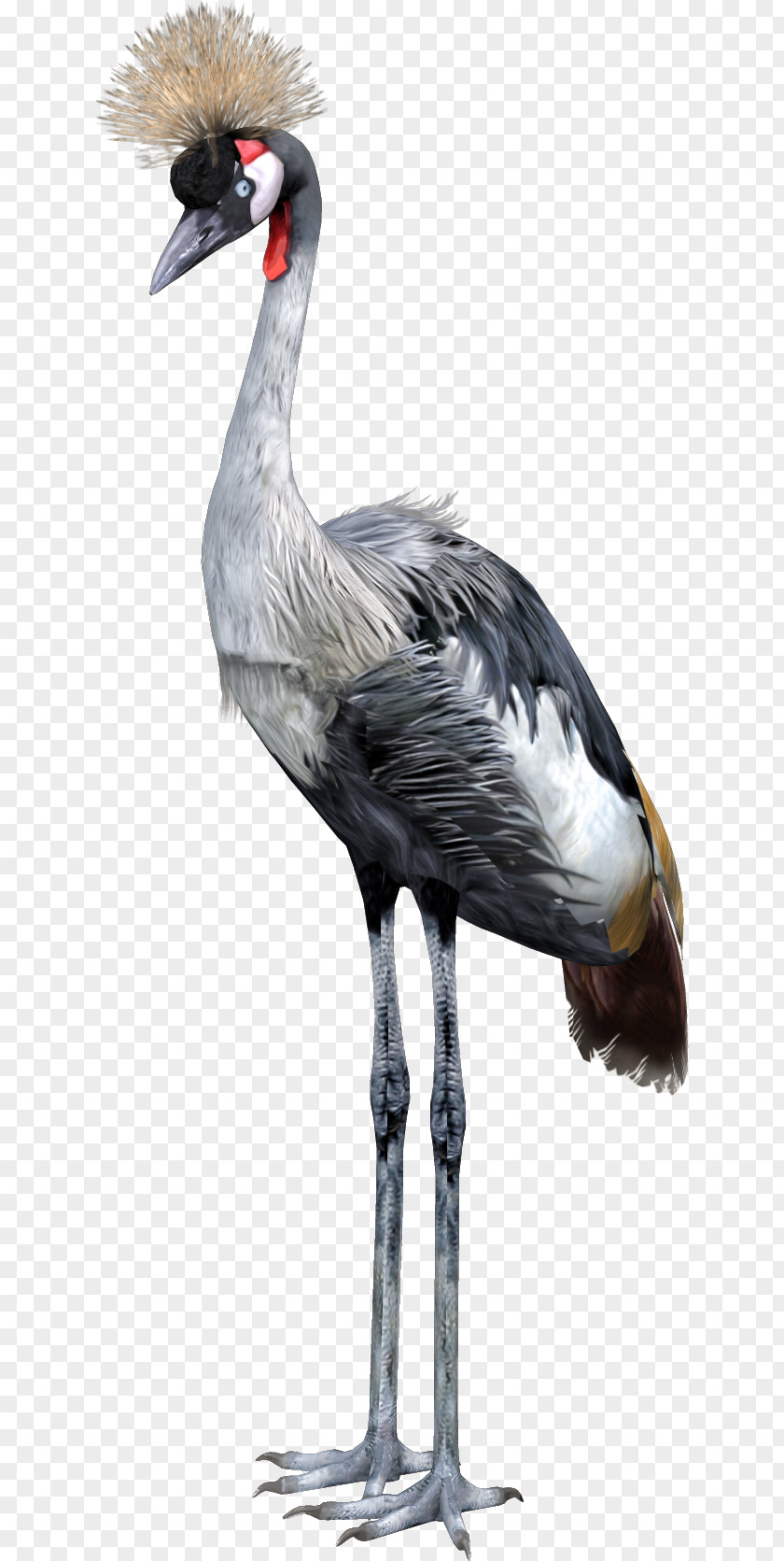 Animal Red-crowned Crane Material Free To Pull PNG red-crowned crane material free to pull clipart PNG