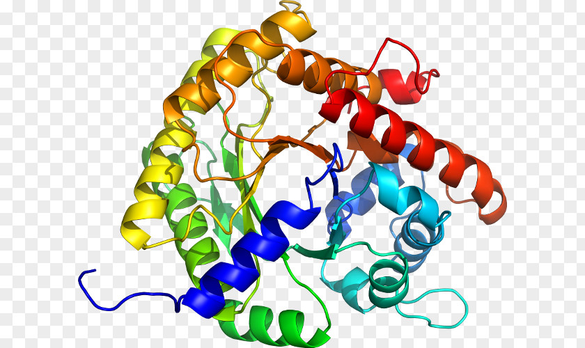 Heat Shock Protein HSPA1A Hsp70 HSPA8 PNG