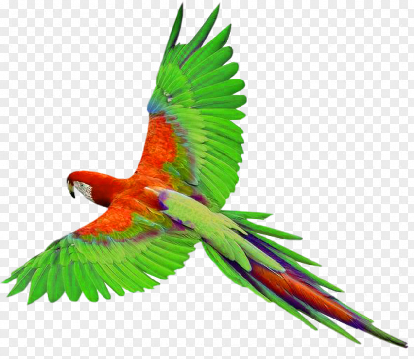 Parrot In Flight Clipart Parrots Of New Guinea Bird Clip Art PNG